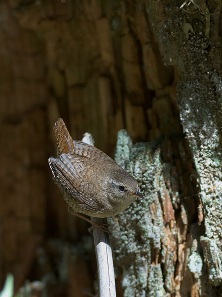 Peukaloinen, Winter Wren, Troglodytes troglodytes